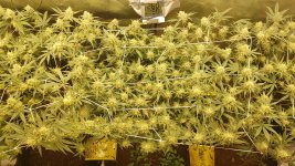 20210709_105127 - kopie.jpg