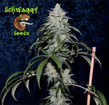 Screen Shot 2021-09-27 at 2.35.54 PM.png