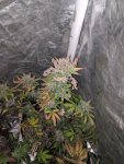 IMG_20200117_150958.jpg