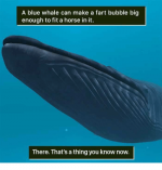 a-blue-whale-can-make-a-fart-bubble-big-enough-26904893.png