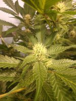 IMG_20211127_142119304.jpg IMG_20211127_142119304.jpg