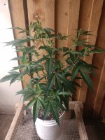 IMG_20211128_083640723.jpg IMG_20211128_083640723.jpg