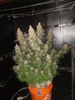 K Kush 63f 1.jpg