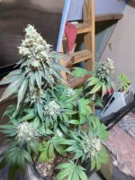bbb (2).jpg
