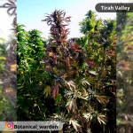 Botanical_warden (1).png