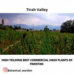 Botanical_warden (2).png