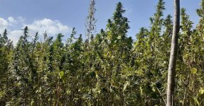 landrace_warden_1205156813617506449498293315449894254452495n.jpg