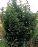landrace_warden_1291456982246615957320563164475906022258644n.jpg