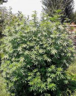 landrace_warden_1355409782074029911119636693806353374341457n.jpg