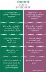 Difference-Between-Genotype-and-Phenotype-Comparison-Summary-1.png