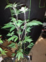 IMG_20211230_195953296.jpg