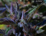 black_light_bubba_0650.jpg