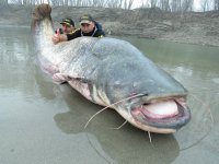 wels catfish ostiglia po river italy 200 300 250  big fishes huge world record caught now reco...jpg