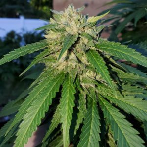 Afghan landrace