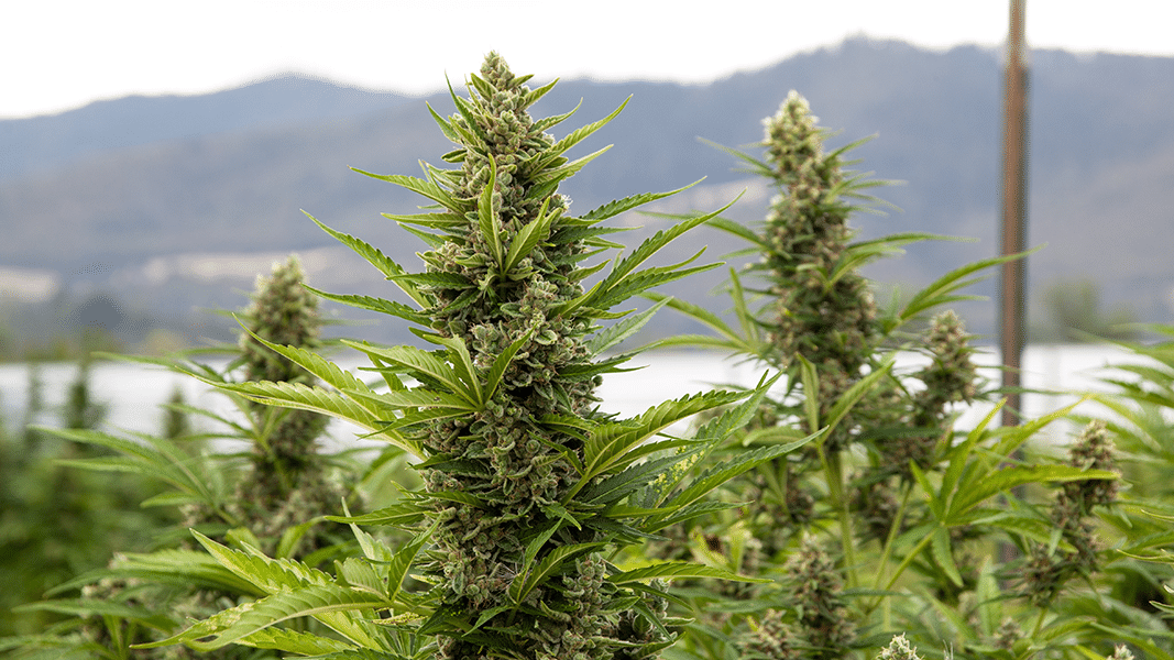 projectcbd.org