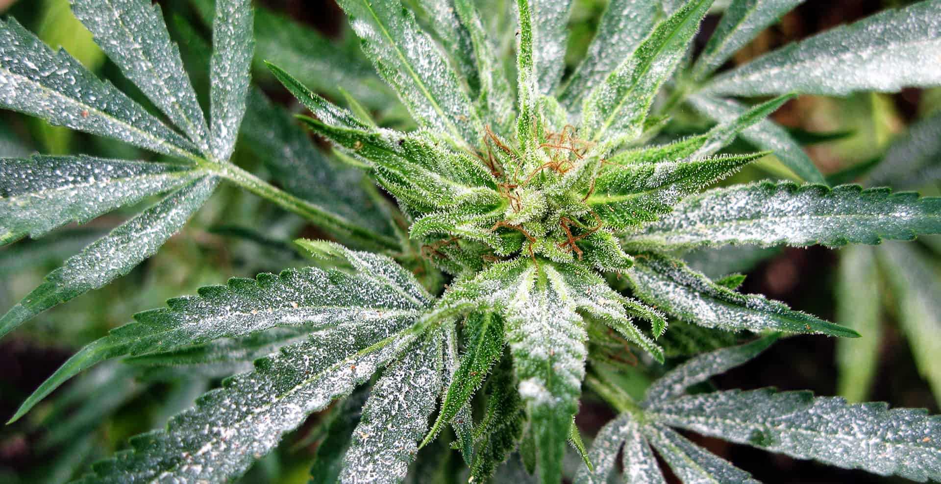 www.trifectanatural.com
