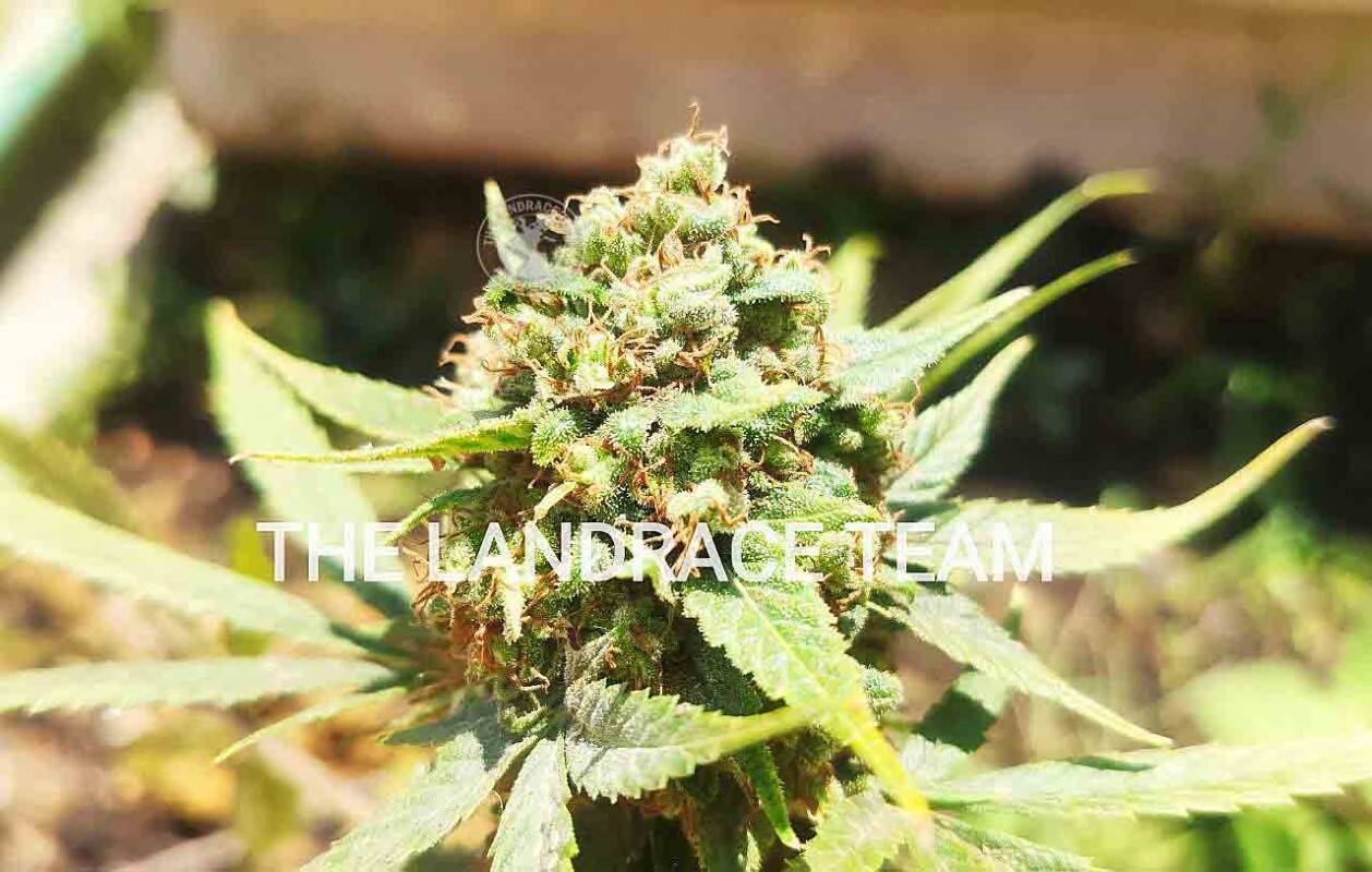 www.tltseeds.com
