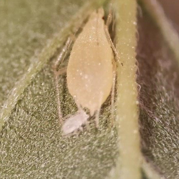 www.biobee.com