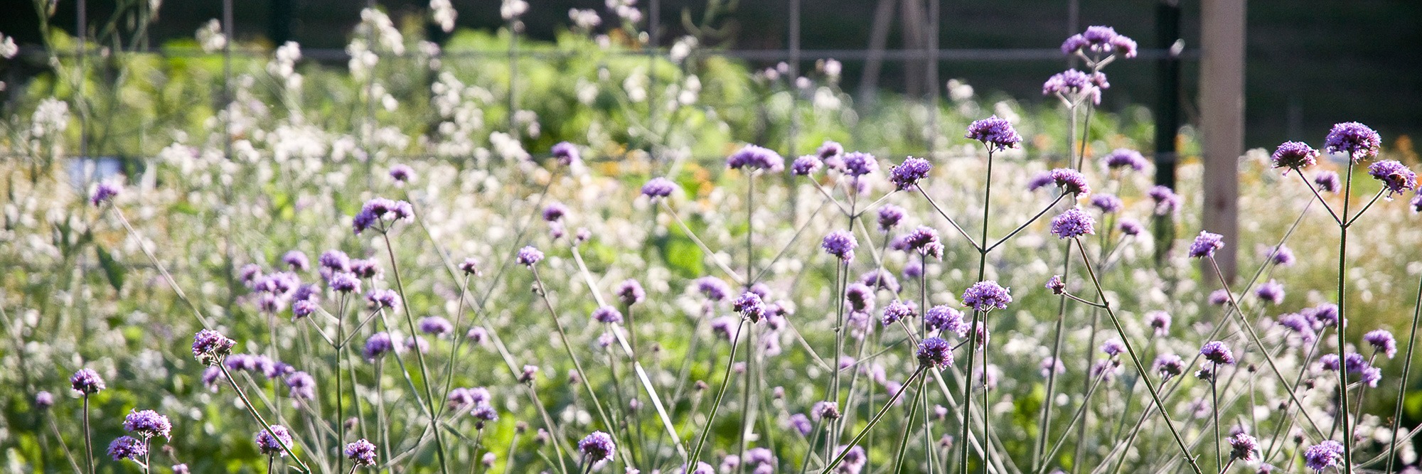 www.seedsavers.org