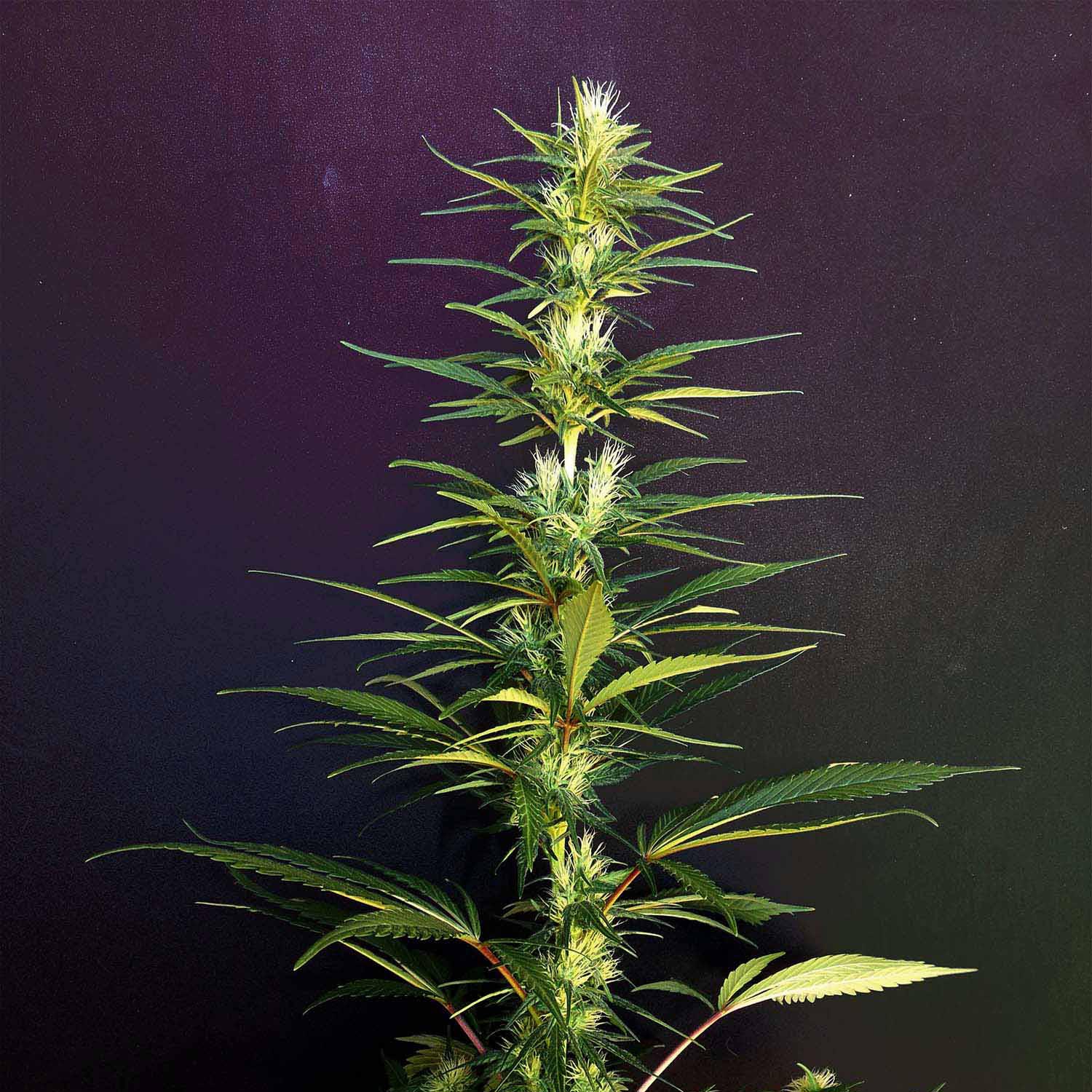 khalifagenetics.com