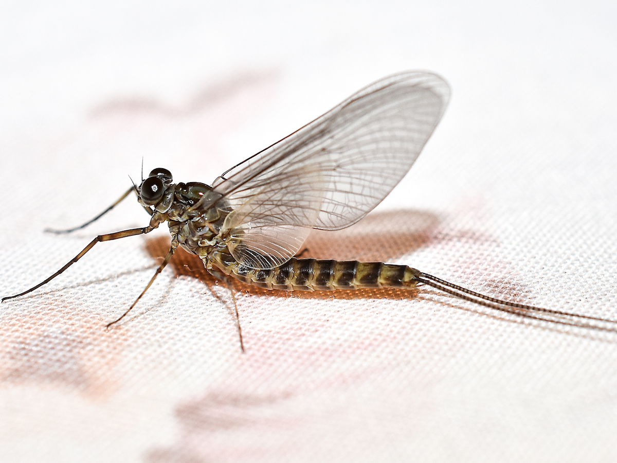 www.pestworld.org