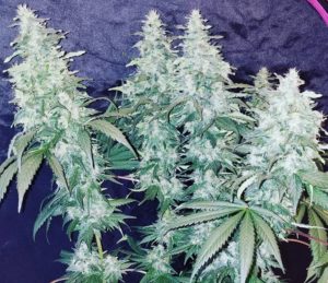 Afghan landrace