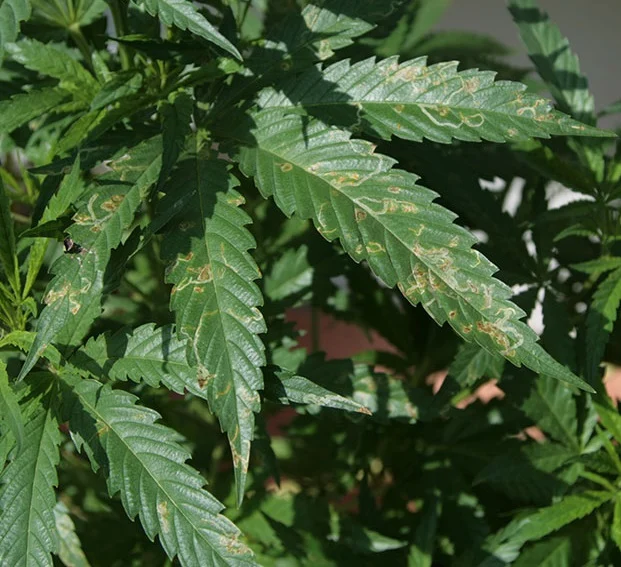 www.ilovegrowingmarijuana.com