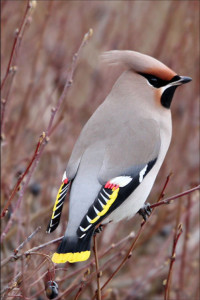 https://themasteryinstituteonline.com/wp-content/uploads/2013/11/Bohemian-Waxwing-200x300.jpg