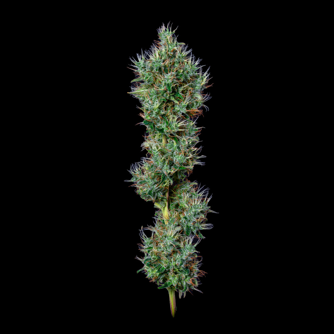 www.altsol.co