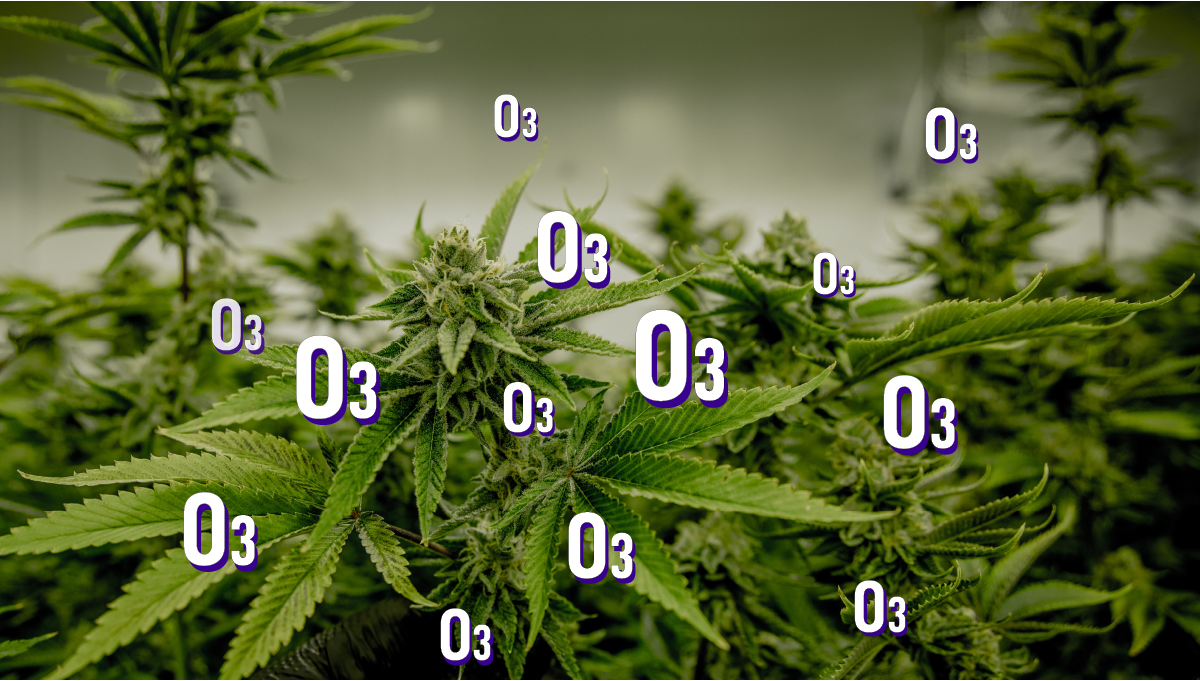 2fast4buds.com