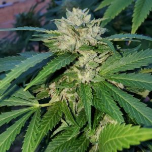 Afghan landrace