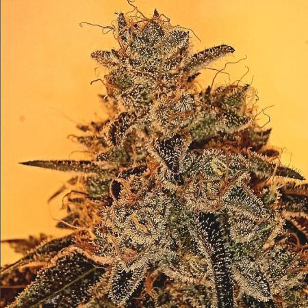 growdiaries.com