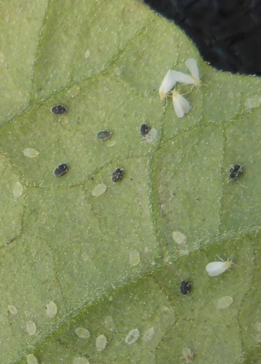 whitefly-nymphs.jpg