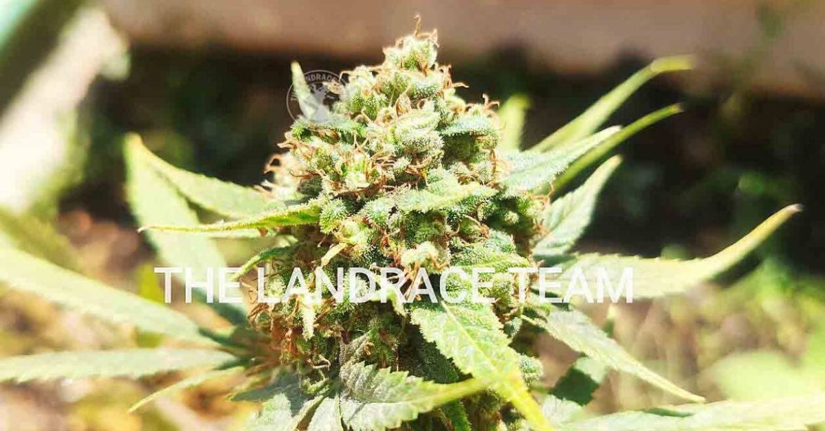www.tltseeds.com