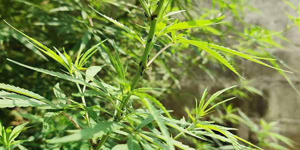 www.ilovegrowingmarijuana.com