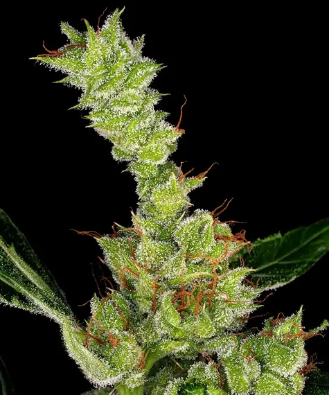 www.barneysfarm.com
