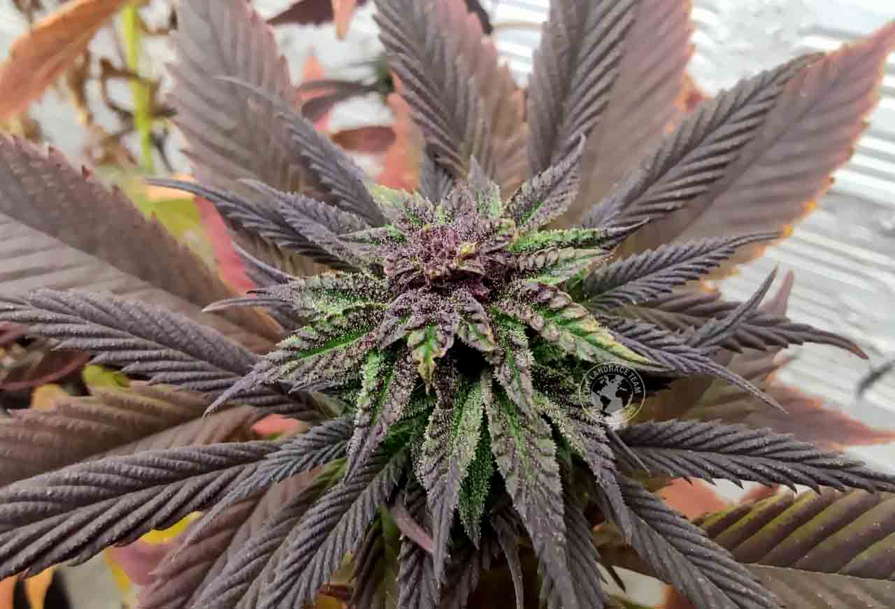 www.tltseeds.com