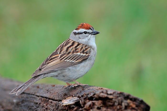 Chipping-Sparrow-image.jpg