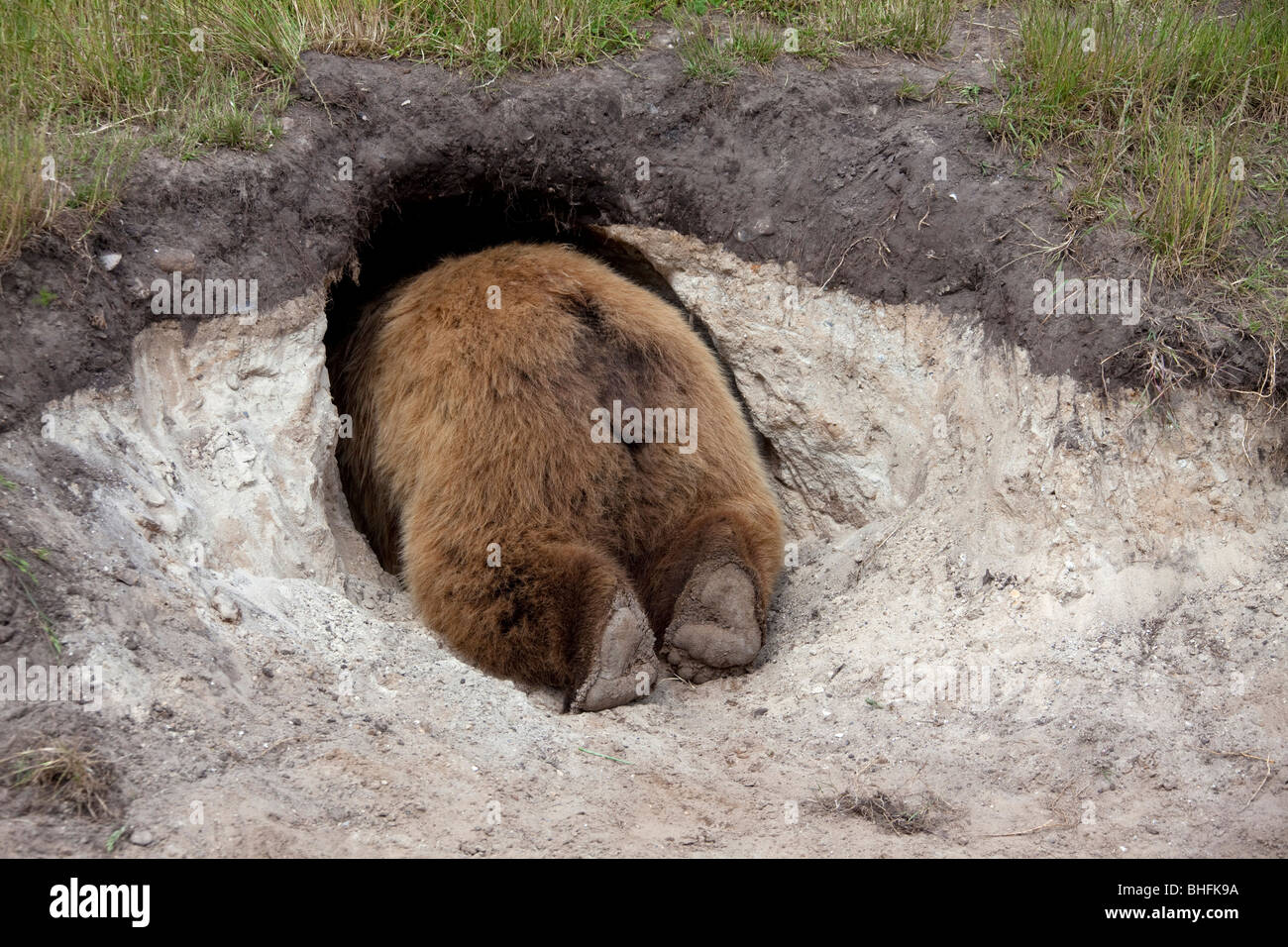 European Brown Bear (Ursus arctos) looking into its den Stock Photo - Alamy