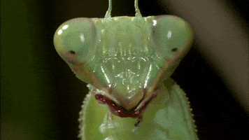 Praying Mantis Insect GIF