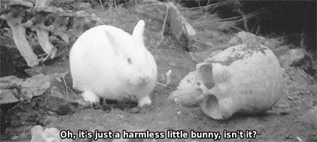 bunny rabbit GIF