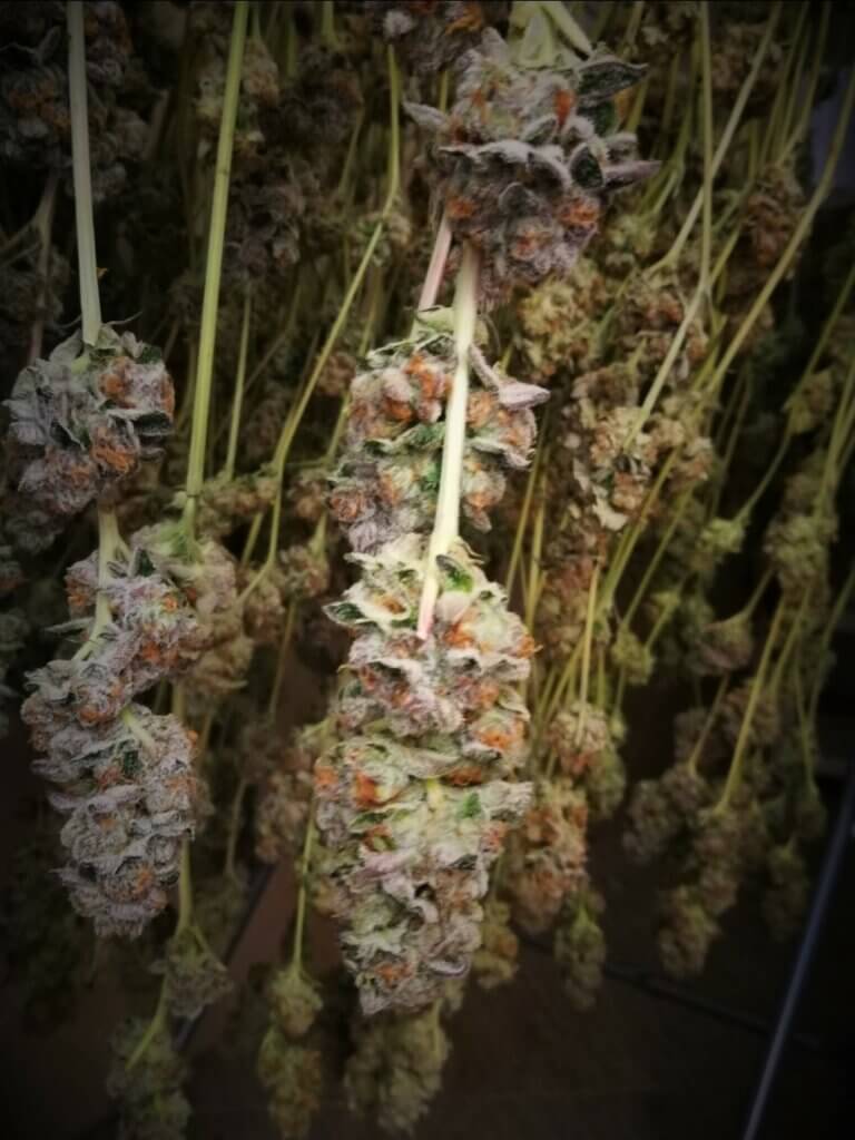 Purple Punch buds drying