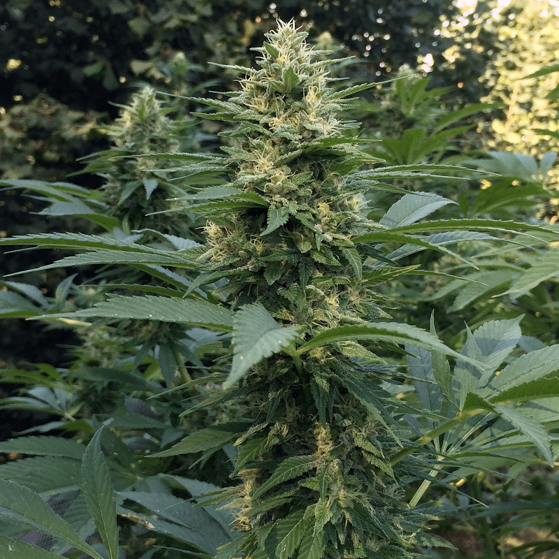 Spectacular Sour PCK cola grown in Supersoil (Photo: @theenglishcut)