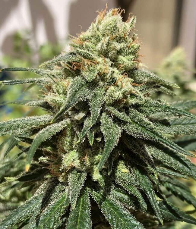 CBD #1 from Ace Seeds in full bloom