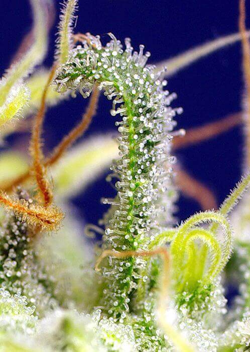 Close up of Green Poison CBD by Sweet Seeds