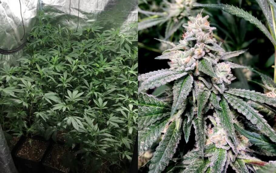 Left: growth stage / Right: late flowering 