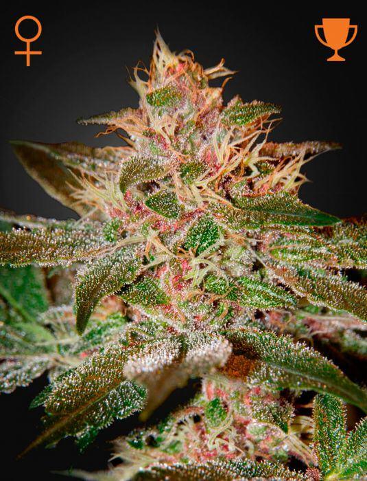 Pure Kush by Green House Seeds offers a high level of myrcene