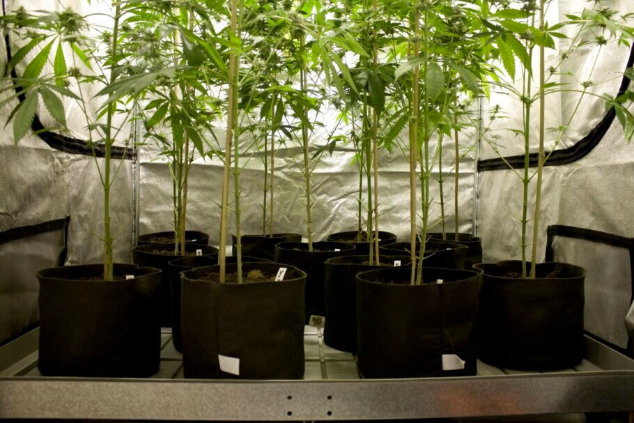 Depending on the cultivation method, you can choose a different type of container