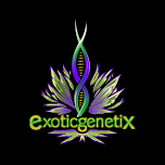 www.exoticgenetix.com