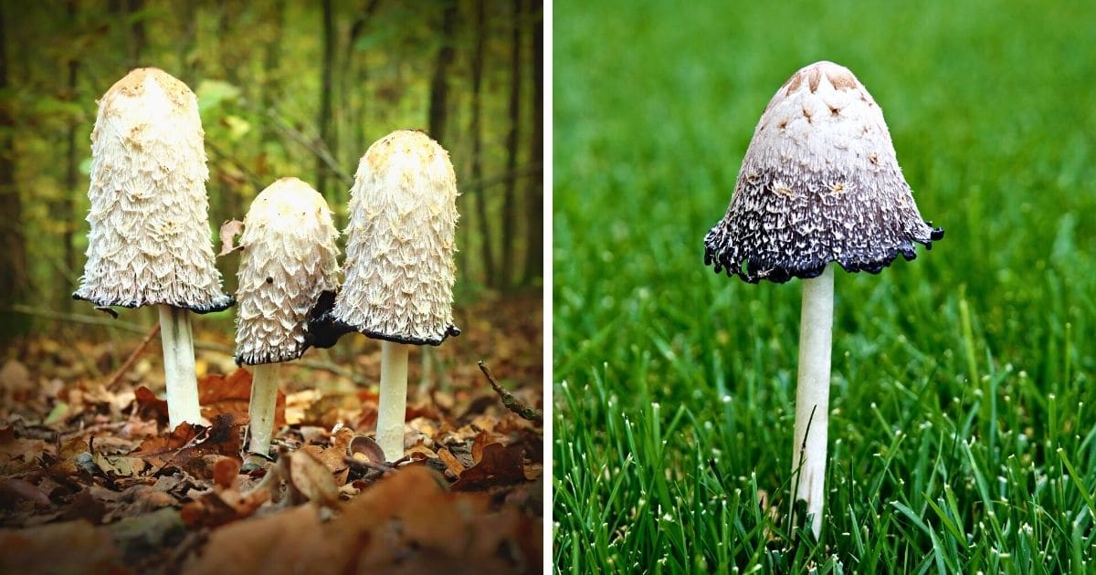 www.mushroom-appreciation.com